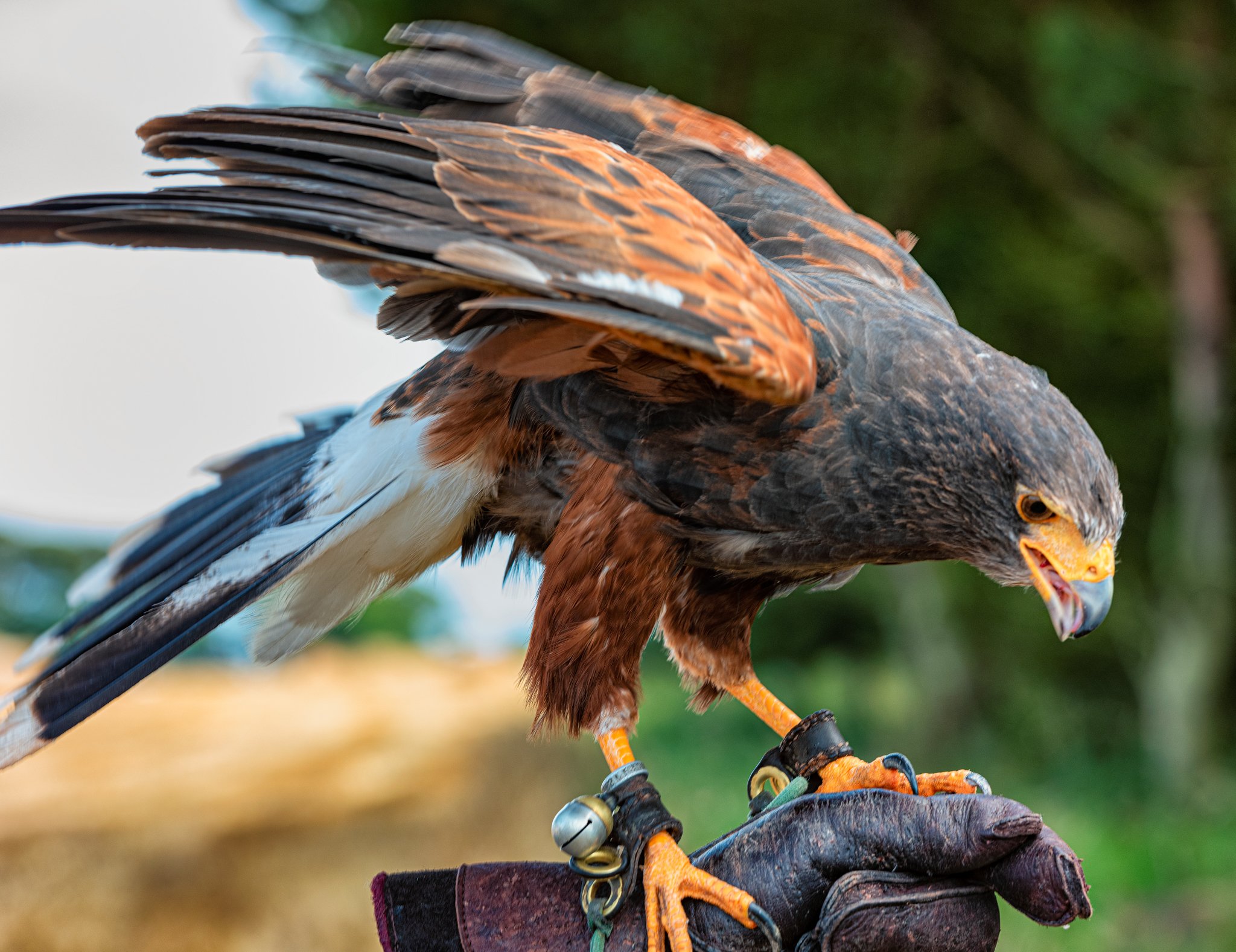 Birds of Prey in Florida – List, and Pictures