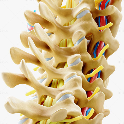 Cervical Spine Anterior Anatomy 3D Model 3d 3d model 3d modelling anatomy cervical cervical spine medical spine