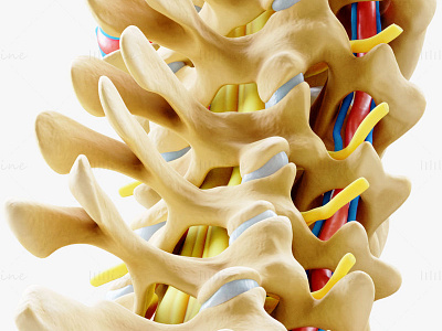 Cervical Spine Anterior Anatomy 3D Model 3d 3d model 3d modelling anatomy cervical cervical spine medical spine