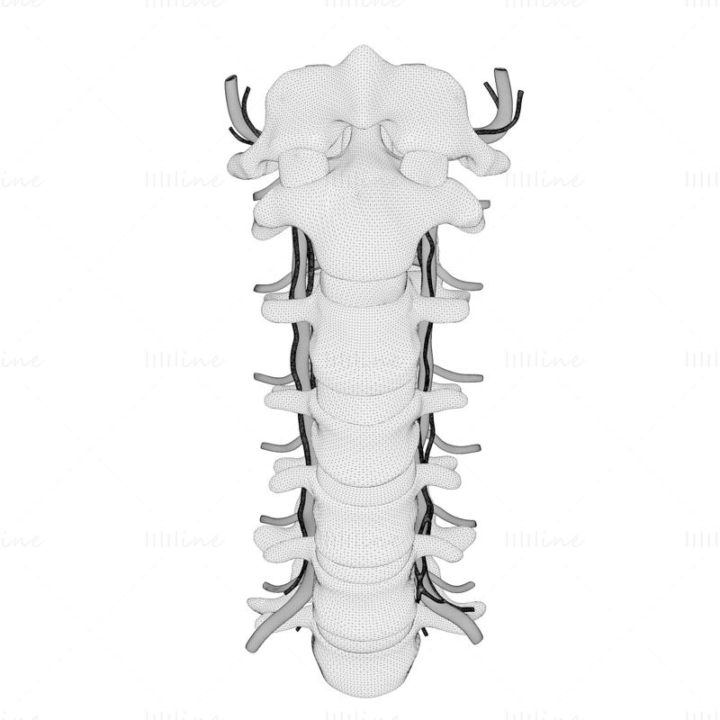 Cervical Spine Anterior Anatomy 3D Model by LLLLLine on Dribbble