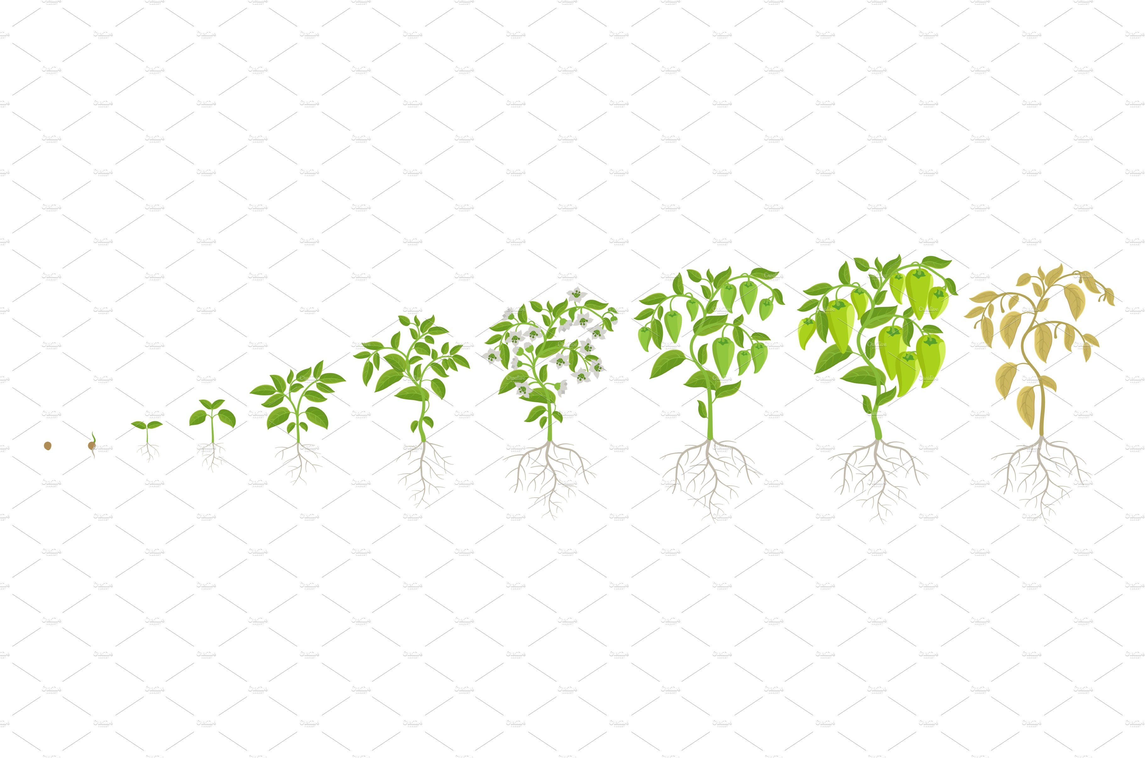 Growth stages of green bell pepper by Grisha Borsch on Dribbble