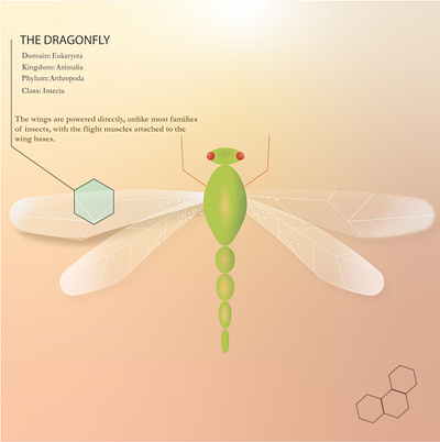 dragonfly graphic design