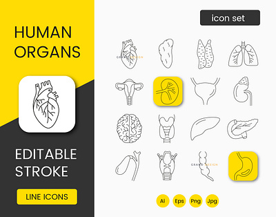 Human organs, line icons set ureter