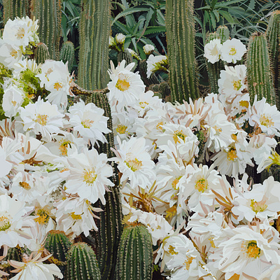 Cactus illustration art cactus digital flowers illustration painting