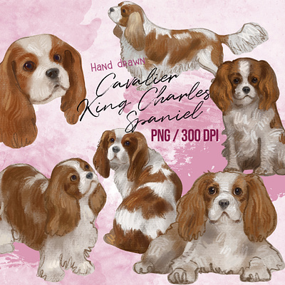 Hand drawn Cavalier King Charles Spaniel illustration clip art cavalier king charles spaniel cute dog dog drawing hand drawn illustration
