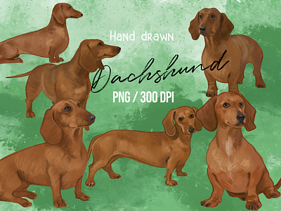 Hand drawn dachshund illustration clip art clip art cute dog dachshund dog drawing hand drawn illustration