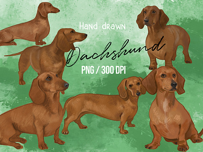 Hand drawn dachshund illustration clip art clip art cute dog dachshund dog drawing hand drawn illustration