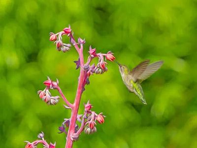 Hummingbirds branding design digitalart graphic design hummingbirds illustration landscape logo photography romansgallery t shirts vector