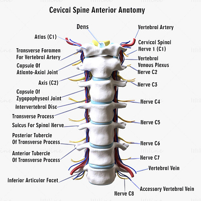 Cervical Spine Anterior Anatomy Nerve 3D Model 3d 3d model 3d modelling anatomy cervical spine