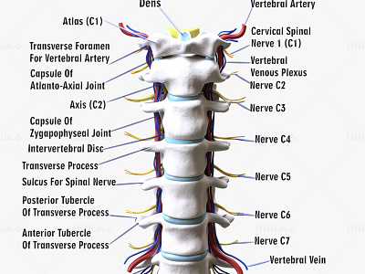 Cervical Spine Anterior Anatomy Nerve 3D Model 3d 3d model 3d modelling anatomy cervical spine