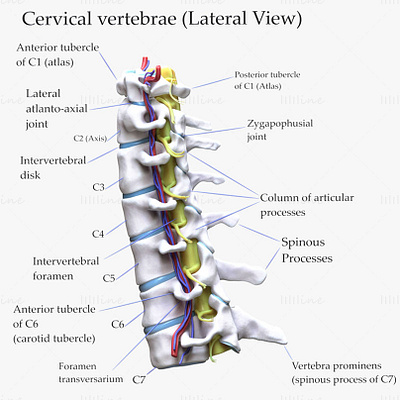 Cervical Spine Vertebrae 3d model 3d 3d model 3d modelling anatomy cervical spine vertebrae