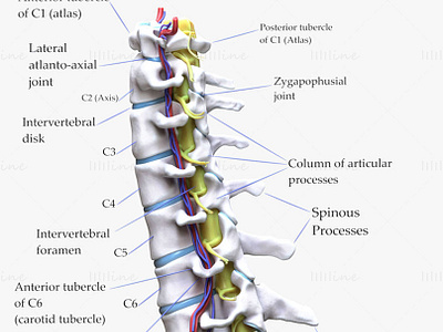 Cervical Spine Vertebrae 3d model 3d 3d model 3d modelling anatomy cervical spine vertebrae