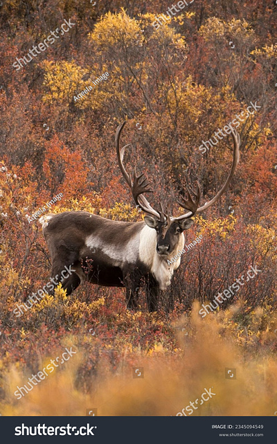 A caribou cow stands on a hillside video