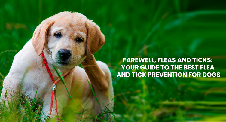 Your Guide To The Best Flea And Tick Prevention For Dogs by Kwik pets ...