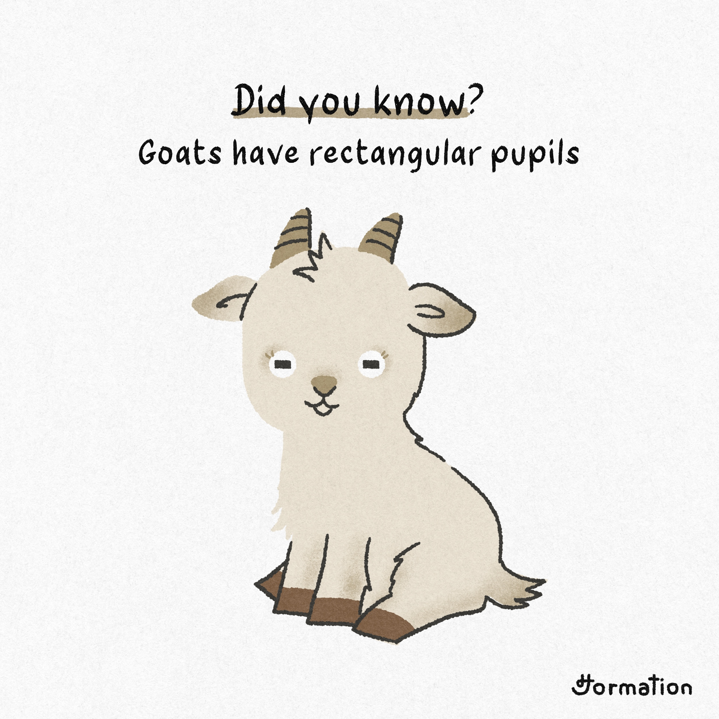 Goats have rectangular pupils animal cartoon digital art digital illustration fact fun fact goat illustration procreate pupil
