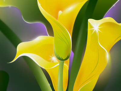Zantedeschia elliottiana arum lily bloom blossom colourful flower illustration spring summer vector yellow