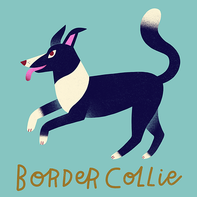Border Collie animal art border collie digital art dog breeds dog illustration dogs illustration pet illustration pets procreate