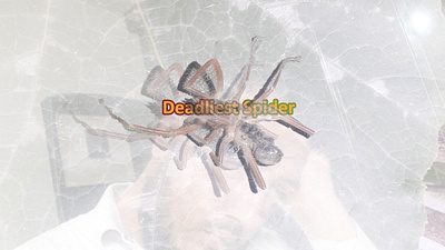 Deadliest spider design design graphic design illustration vector