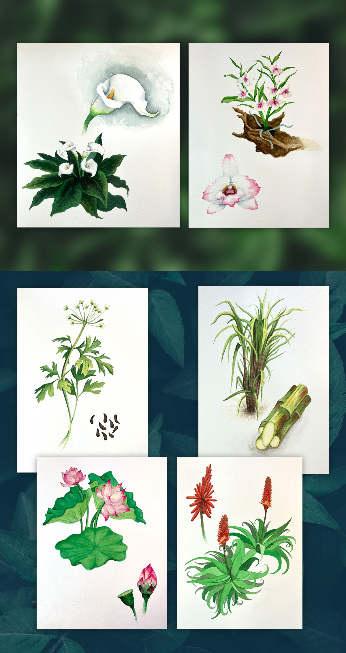 Plant Illustrations design illustration illustration art watercolor