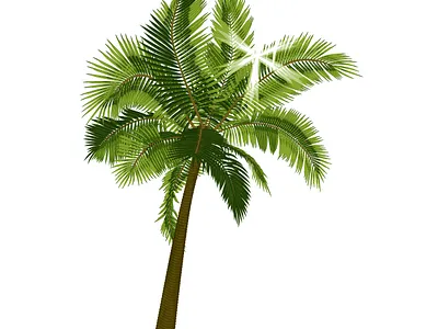 Пальма с лучами, пробивающимися сквозь листву nature