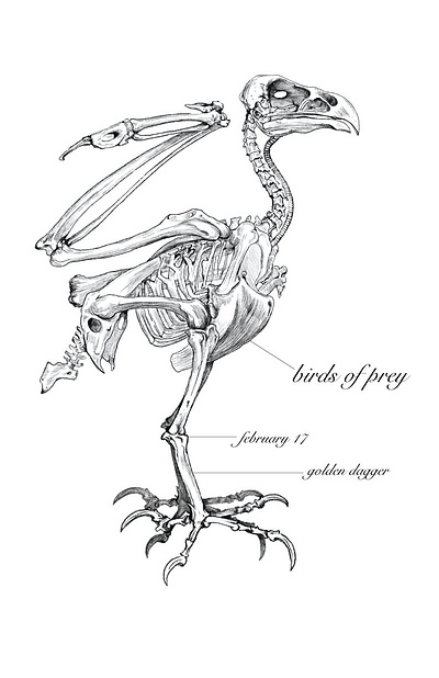 Birds of Prey show flier graphic design illustration