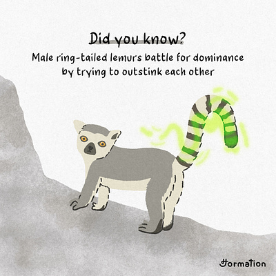Lemurs battle for dominance by trying to outstink each other animal cartoon did you know digital art digital illustration drawing fact fun fact illustration lemur