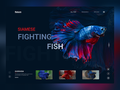 Siamese Fish Web UI creative design designinspiration graphic design interactiondesign responsivedesign ui uidesign ux uxdesign webdesign webdevelopment