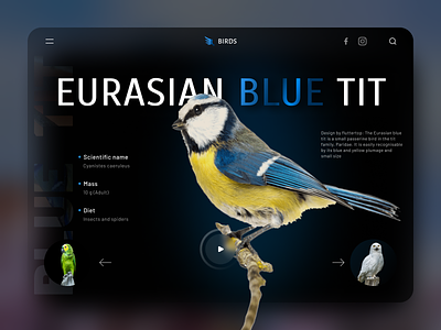 Eurasian Blu Tit designs, themes, templates and downloadable graphic  elements on Dribbble
