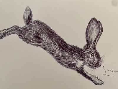 Ballpen Rabbit 🐇 ballpen design drawing illustration rabbit rabbits sketch