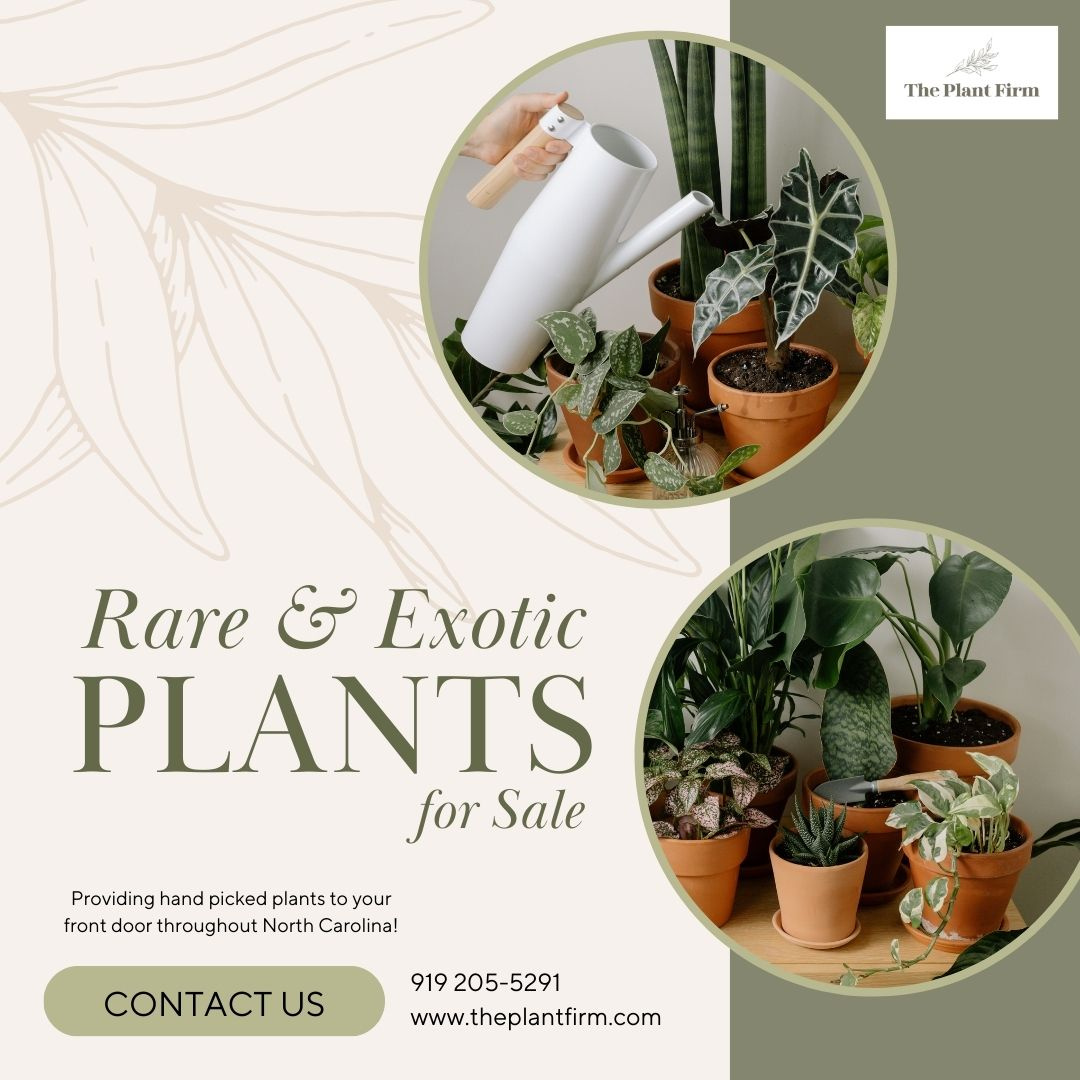 Rare And Exotic Plants For Sale - The Plant Firm by The Plant Firm on ...
