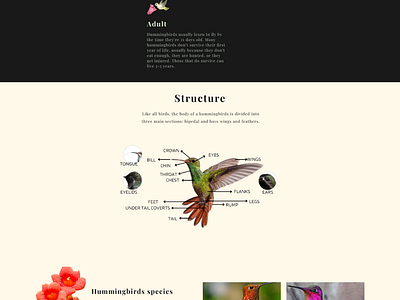 Hummingbirds design web