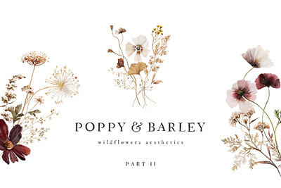 POPPY & BARLEY Wildflowers Aesthetics autumn collection fall floral illustration summer watercolor wild floral wildflowers