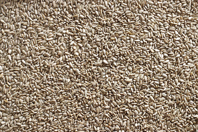 Sunflower Seeds Texture free download free image free texture freebie sunflower sunflower seeds texture