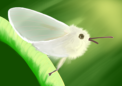 White moth illustration white moth