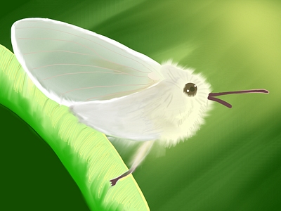 White moth illustration white moth