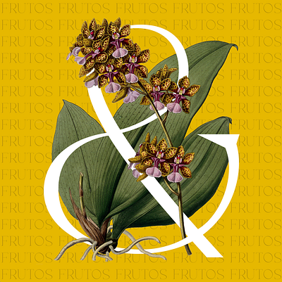 Frutos · I ampersand collage illustrator orchid photoshop tropics typography