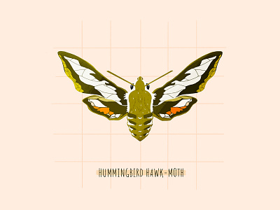 Beetle collection - 3 adobe animals beetle botanical botanical illustration bugs butterfly editorial flat graphic design green illustration insect nature photoshop texture