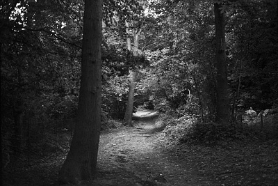 Lesnes Abbey Woods black and white film photography kodak tri x pan medium format nature photography txp320 woodlands