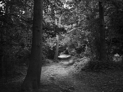 Lesnes Abbey Woods black and white film photography kodak tri x pan medium format nature photography txp320 woodlands