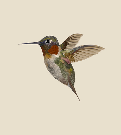 hummingbird 🪺 art artist bird bird illustration design digital illustrator digital painting illustration illustrator painting photoshop