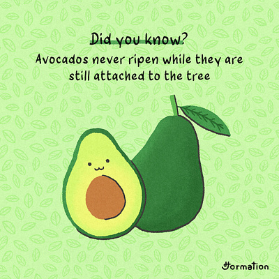 Avocados never ripen on tree avocado cartoon digital art digital illustration drawing fact fruit fun fact illustration ripe