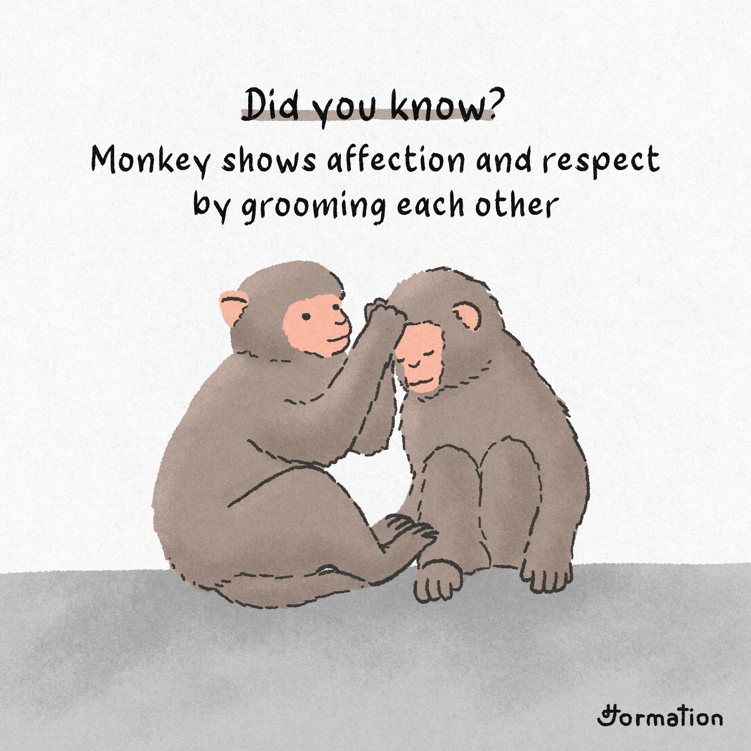 Monkey shows affection and respect by grooming each other animal cartoon digital art digital illustration drawing fun fact illustration monkey monkeys procreate wild life