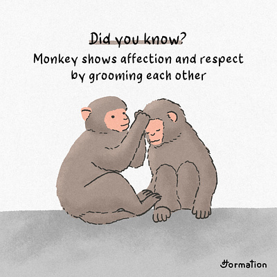 Monkey shows affection and respect by grooming each other animal cartoon digital art digital illustration drawing fun fact illustration monkey monkeys procreate wild life