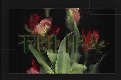 Tulipa blur botanical bouquet collage distorted distortion flower glitch grunge illustration noise photocopy poster scan scanned spring tulip type typography