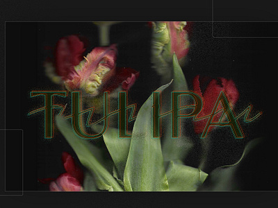 Tulipa blur botanical bouquet collage distorted distortion flower glitch grunge illustration noise photocopy poster scan scanned spring tulip type typography