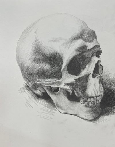 Skull illustration