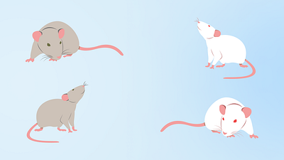 Rats vector illustration design flat design gray rat illustration rat rat illustration rats rodent vector vector art vector illustration white rat