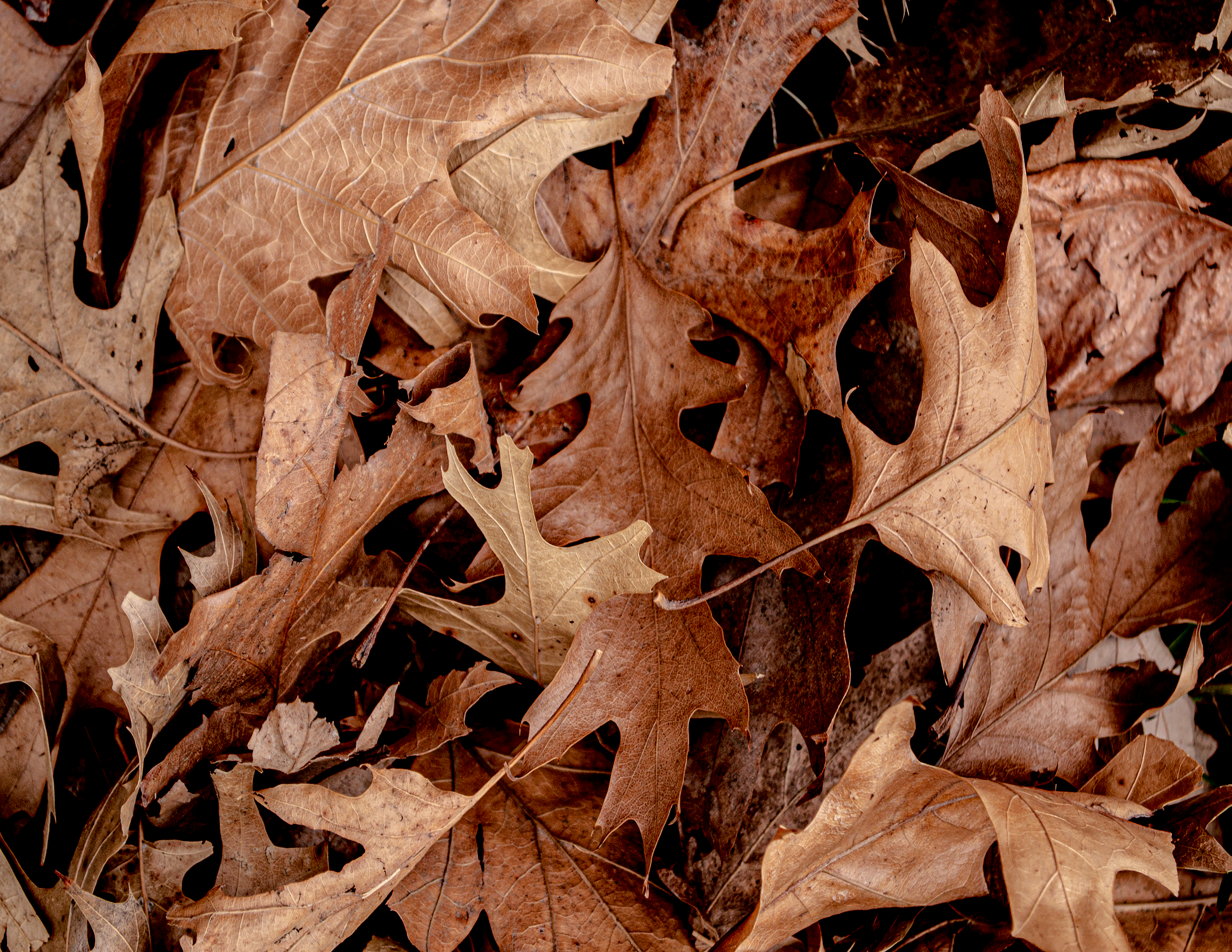 Fall Leaves pho photography photo