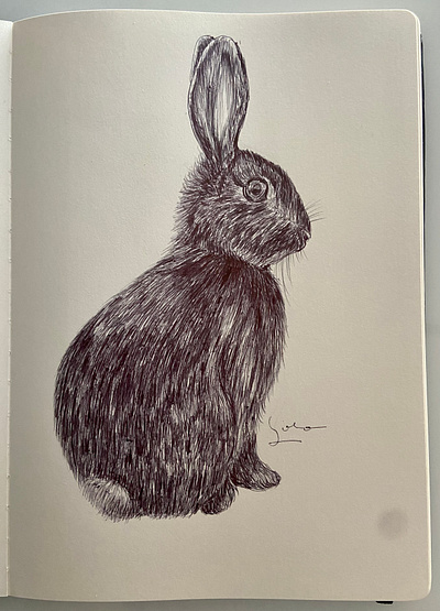 Ballpen Rabbit 🐇 ballpen design drawing illustration rabbit rabbits sketch