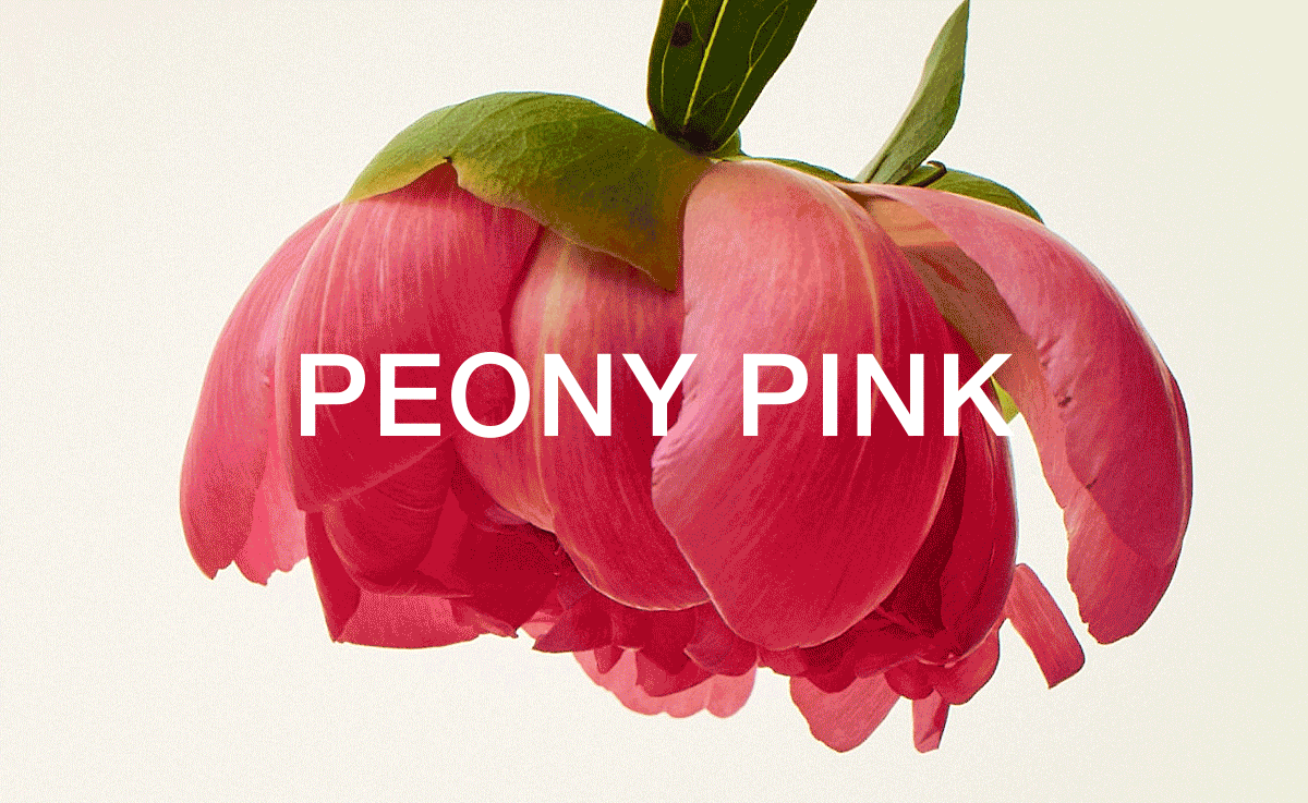 Peony Pink Boomstick Campaign beauty branding design graphic design